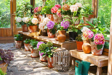 Charming wooden greenhouse with blooming potted hydrangeas and vibrant green plants, surrounded by summer foliage, under string lights in backyard garden background. Plant breeding, gardening hobby