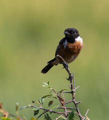 A summer morning watching small birds: sparrows, stonechats, cisticola...