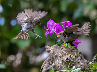 A summer morning watching small birds: sparrows, stonechats, cisticola...