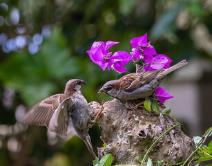 A summer morning watching small birds: sparrows, stonechats, cisticola...