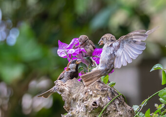 A summer morning watching small birds: sparrows, stonechats, cisticola...