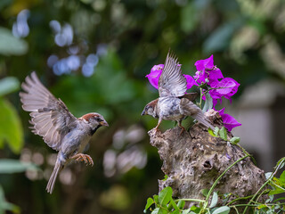 A summer morning watching small birds: sparrows, stonechats, cisticola...
