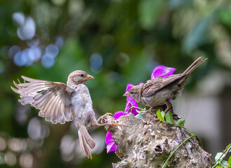 A summer morning watching small birds: sparrows, stonechats, cisticola...