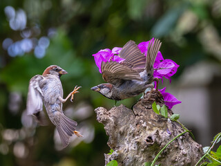 A summer morning watching small birds: sparrows, stonechats, cisticola...