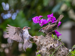A summer morning watching small birds: sparrows, stonechats, cisticola...