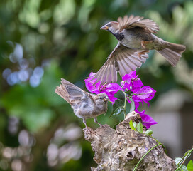 A summer morning watching small birds: sparrows, stonechats, cisticola...