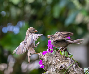 A summer morning watching small birds: sparrows, stonechats, cisticola...