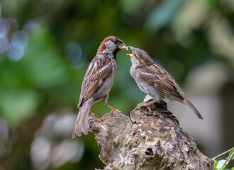 A summer morning watching small birds: sparrows, stonechats, cisticola...