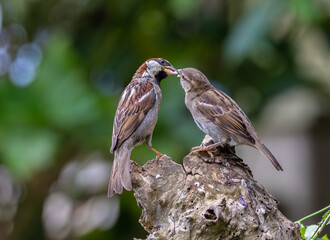 A summer morning watching small birds: sparrows, stonechats, cisticola...