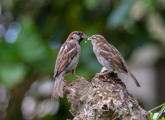A summer morning watching small birds: sparrows, stonechats, cisticola...
