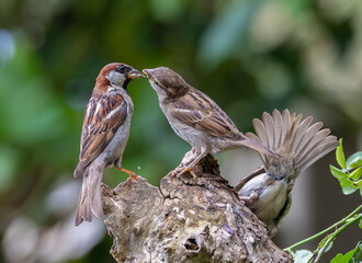 A summer morning watching small birds: sparrows, stonechats, cisticola...