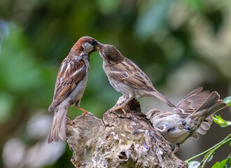 A summer morning watching small birds: sparrows, stonechats, cisticola...