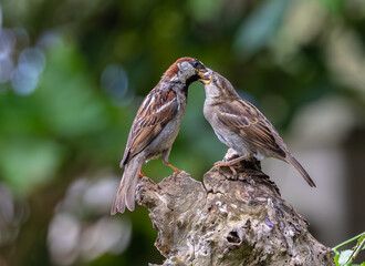A summer morning watching small birds: sparrows, stonechats, cisticola...
