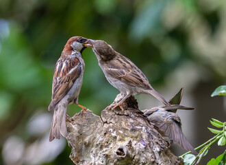A summer morning watching small birds: sparrows, stonechats, cisticola...