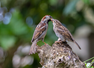 A summer morning watching small birds: sparrows, stonechats, cisticola...