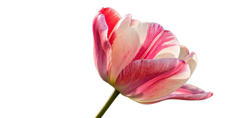 pink tulip isolated on white