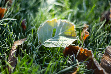 A Single Droplet Resting on a Branch in Natures Beautiful and Serene Environment