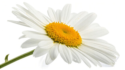 Naklejka premium daisy isolated on white background