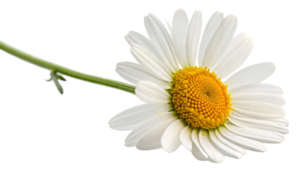 daisy isolated on white background