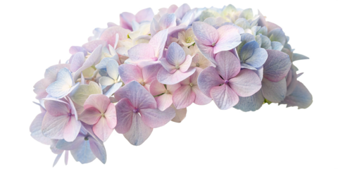 lilac isolated on white background