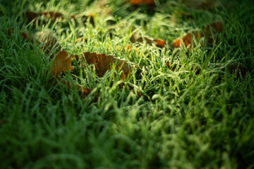 The Beauty of Morning Dew on Grass Surrounded by Colorful Autumn Leaves in Nature