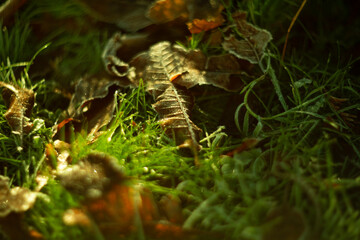 Frosty Leaves Resting Comfortably on Grass in the Beautiful, Enchanting Glow of Morning Light
