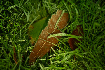 A single autumn leaf beautifully positioned among the lush, vibrant green grass below it