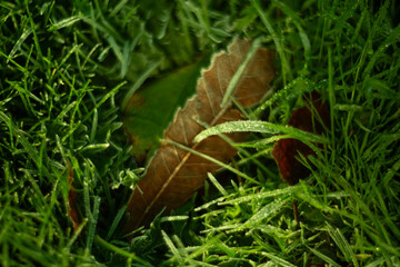 A single autumn leaf beautifully positioned among the lush, vibrant green grass below it