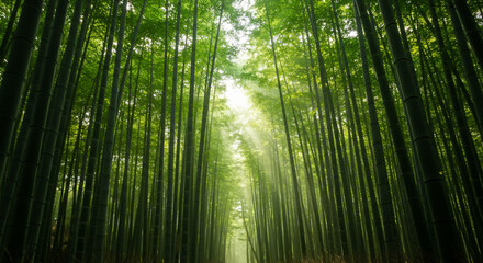 A view looking up through a dense bamboo forest with sunlight streaming through the canopy above