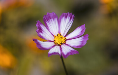 Purple and white cosmos flower with a caterpillar on it in the garden on blurred background.