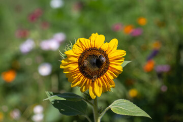 Bee and bumblebee on a yellow sunflower in a field of flowers
