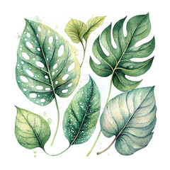 Fototapeta premium リーフ葉水彩画イラスト素材 セット