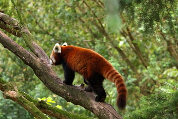 Naklejka premium red panda in tree
