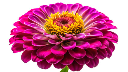 Vibrant magenta zinnia flower with yellow center against a stark black background