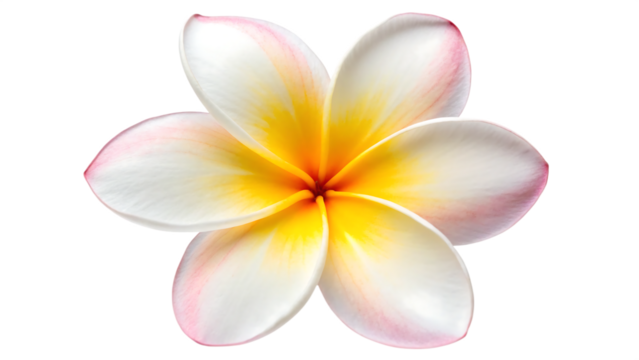 A delicate white and pink plumeria flower with a vibrant yellow and orange center on a stark black background