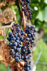 ripe grapes in the wineyard
