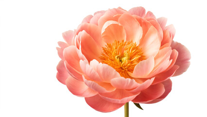 A vibrant coral peony bloom showcasing its intricate petals against a stark black background