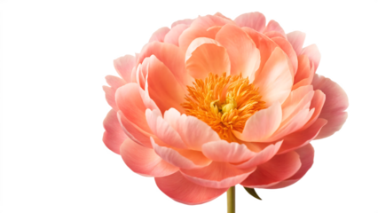 A vibrant coral peony bloom showcasing its intricate petals against a stark black background