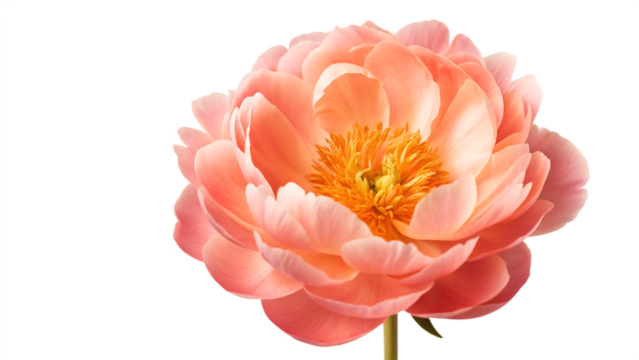 A vibrant coral peony bloom showcasing its intricate petals against a stark black background