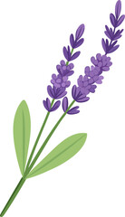 Fototapeta premium Vibrant purple lavender sprig with green leaves on black background