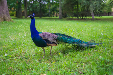 Fototapeta premium walking blue peacock with a long tail in a park on a sunny day concept of farm animals, zoology, biology, nature magazine