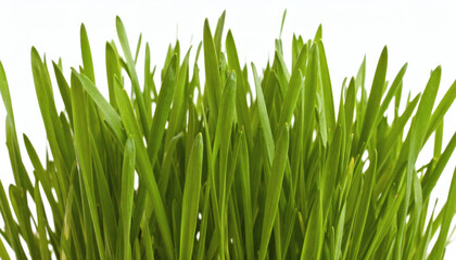 Fototapeta premium Grass Clump Isolated on White Background for Landscaping and Botanical Photography