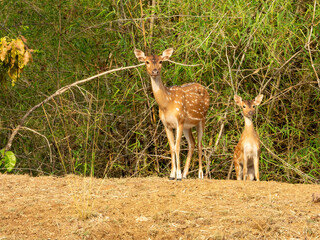 Spotted deer family mother and fawn baby deer in natural habitat eye to eye contact in jungle forest wildlife