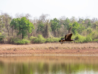 crested serpant eagle in flight over a river bank beautiful closeup shot in natural habitat jungle forest