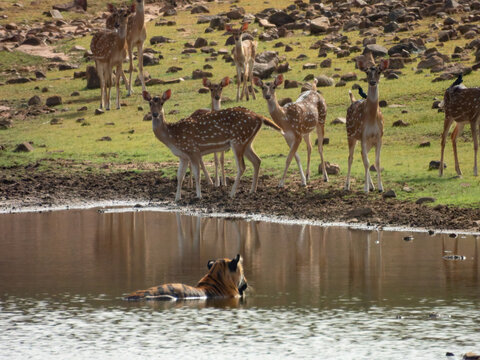herd of spotted deer near water body with tiger watching over to hunt 
