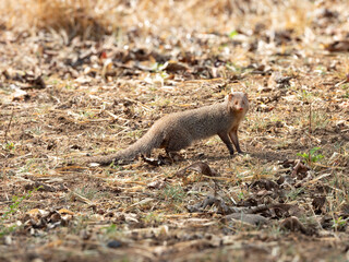 Indian mongoose on a ground in a natural habitat eye contact shot brown background wildlife photography