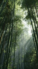 Naklejka premium Sunlight filtering bamboo forest; tranquil scene. Possible use Nature wallpaper