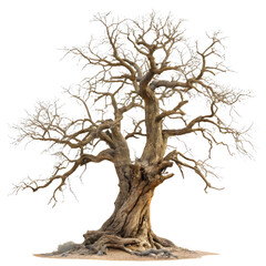 Fototapeta premium Ancient leafless tree against a transparent background a stark detailed image of