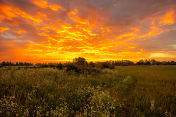 Orange sunrise over the meadow