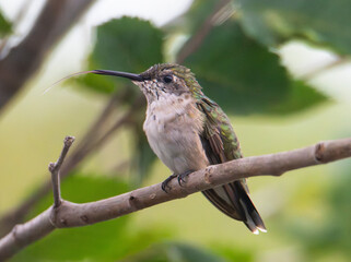 Ruby throated hummingbird perched on a branch